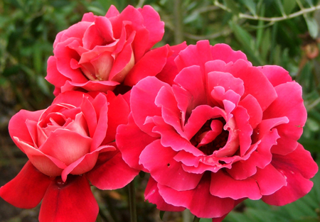 Kronenberg Rose
